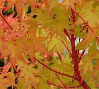 Load image into Gallery viewer, Acer palmatum 'Sango Kaku' #10