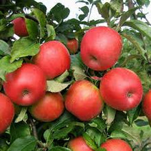 Load image into Gallery viewer, Apple 'Honeycrisp' #10