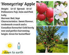 Load image into Gallery viewer, Apple 'Honeycrisp' #10