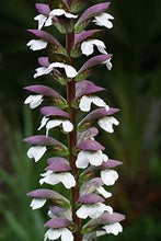 Load image into Gallery viewer, Acanthus mollis #3