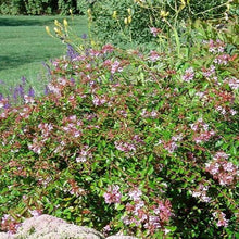 Load image into Gallery viewer, Abelia g. 'Edward Goucher' #3