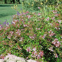 Load image into Gallery viewer, Abelia × grandiflora 'Edward Goucher' #3