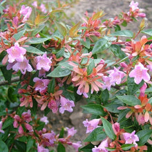 Load image into Gallery viewer, Abelia g. 'Edward Goucher' #3