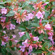 Load image into Gallery viewer, Abelia × grandiflora 'Edward Goucher' #3