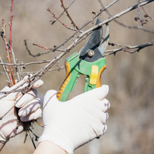 Load image into Gallery viewer, Winter Fruit Tree Pruning Workshop
