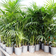 Load image into Gallery viewer, Palm - Kentia #5