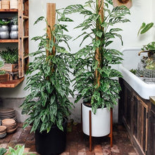 Load image into Gallery viewer, Monstera adansonii in Elho Square Pot 37cm