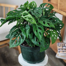 Load image into Gallery viewer, Monstera adansonii in Elho Square Pot 37cm