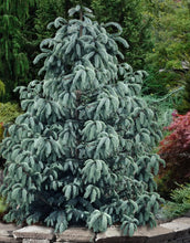 Load image into Gallery viewer, Picea e. 'Blue Magoo' #3