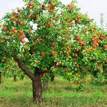 Load image into Gallery viewer, Apple 'Honeycrisp' #10