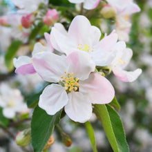 Load image into Gallery viewer, Apple 'Honeycrisp' #10