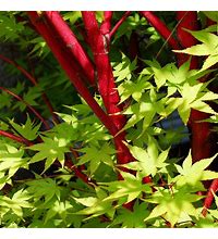 Load image into Gallery viewer, Acer palmatum 'Sango Kaku' #10