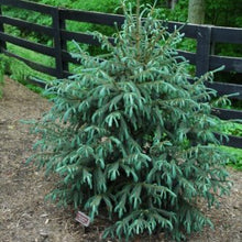 Load image into Gallery viewer, Product 8356351410311 Image