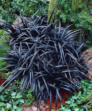 Load image into Gallery viewer, Ophiopogon nig. &#39;Black Mondo Grass&#39; #2
