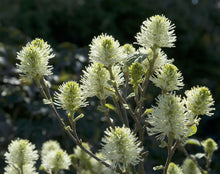 Load image into Gallery viewer, Fothergilla gardenii &#39;Mount Airy&#39; #5T
