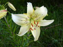 Load image into Gallery viewer, Lilium 'White Twinkle' #2
