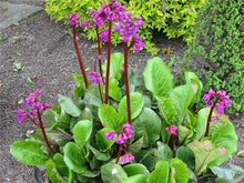 Load image into Gallery viewer, Bergenia 'Bressingham Ruby' #2