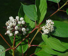 Load image into Gallery viewer, Cornus sericea 'Redtwig Dogood' #3