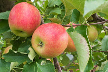 Load image into Gallery viewer, Apple 'Jonagold' #10