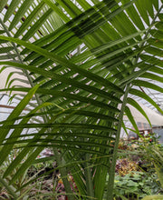 Load image into Gallery viewer, Ravenea r. 'Majesty Palm' #7