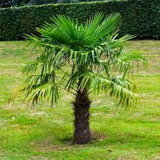 Trachycarpus fortunei 'Windmill Palm' #15