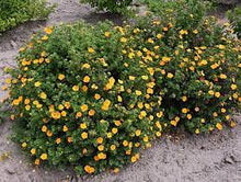 Load image into Gallery viewer, Potentilla f. 'Mango Tango' #3