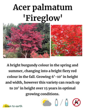 Load image into Gallery viewer, Acer palmatum 'Fireglow' #10