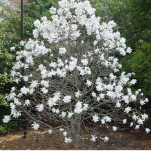 Load image into Gallery viewer, Magnolia stellata 'Royal Star' #10
