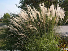 Load image into Gallery viewer, Miscanthus s. 'Yaku Jima' #10
