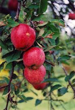 Load image into Gallery viewer, Apple 'Braeburn' #5