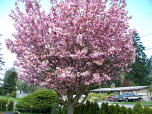 Load image into Gallery viewer, Cherry 'Stella' #10
