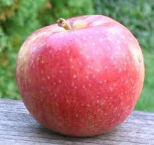 Load image into Gallery viewer, Apple 'Melrose' #5/7