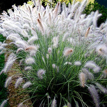 Load image into Gallery viewer, Pennisetum alopec. 'Hamelin' #3