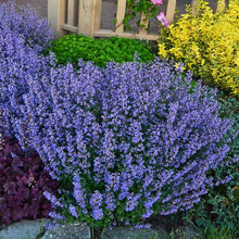 Load image into Gallery viewer, Nepeta 'Catmint' #2