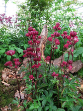 Load image into Gallery viewer, Astrantia 'Star of Fire' #2
