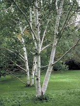 Load image into Gallery viewer, Betula papyrifera #10