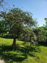 Load image into Gallery viewer, Cherry 'Bing' #10