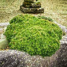 Load image into Gallery viewer, Cryptomeria j. 'Tenzan' #2