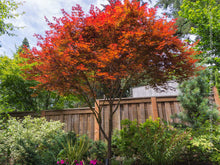 Load image into Gallery viewer, Acer palmatum 'Fireglow' #7/10