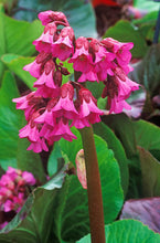 Load image into Gallery viewer, Bergenia 'Bressingham Ruby' #2