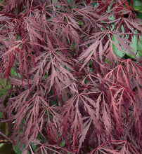 Load image into Gallery viewer, Acer palmatum dissectum 'Tamukeyama' #10
