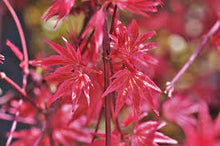 Load image into Gallery viewer, Acer palmatum 'Shin Deshojo' #7