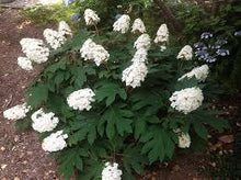Load image into Gallery viewer, Hydrangea quercifolia 'Snow Queen' #7