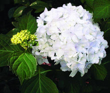 Load image into Gallery viewer, Hydrangea macrophylla 'MME Emile Mouiller' #7