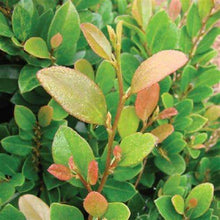 Load image into Gallery viewer, Distylium 'Coppertone' #10