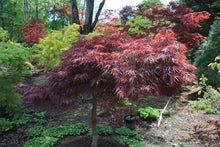 Load image into Gallery viewer, Acer palmatum 'Red Dragon' #10