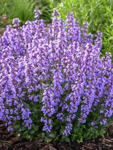 Load image into Gallery viewer, Nepeta 'Catmint' #2