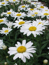 Load image into Gallery viewer, Leucanthemum superbum 'Snowcap' #1