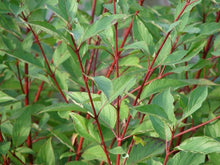 Load image into Gallery viewer, Cornus sericea 'Redtwig Dogood' #3