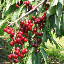 Load image into Gallery viewer, Cherry 'Stella' #10